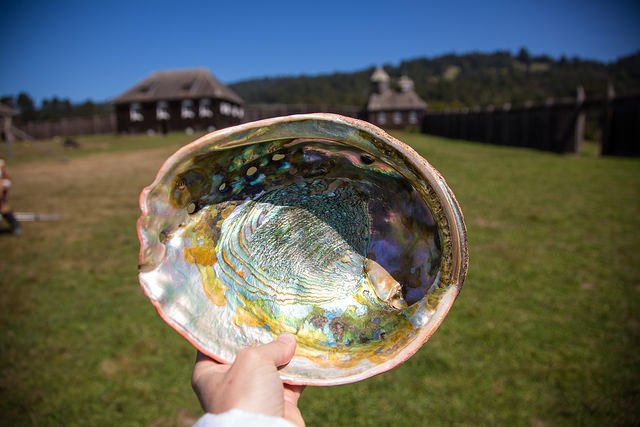 an abalone shell